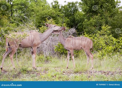 Animals in Kruger National Park Stock Image - Image of kruger, blue ...