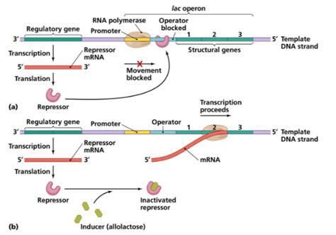 How are the structural genes activated in the lac operon in E.coli?