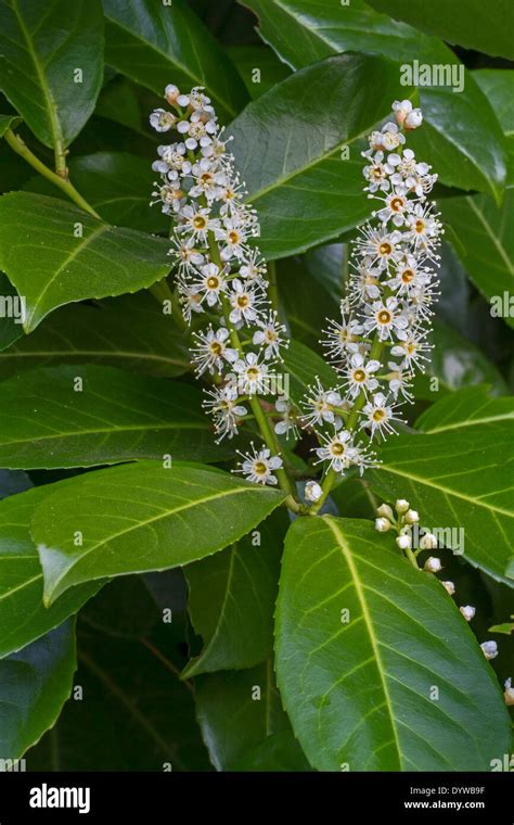 Cherry laurel / common laurel / English laurel (Prunus laurocerasus ...