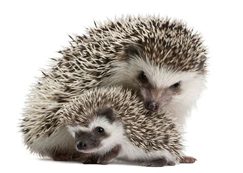 African Pygmy Hedgehog - Animal Facts Encyclopedia