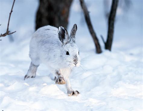 Royalty Free Snowshoe Hare Pictures, Images and Stock Photos - iStock