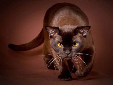 Havana Brown Cat – Purrfect Cat Breeds