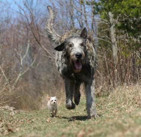 Irish Wolfhound Breed Guide - Learn about the Irish Wolfhound.