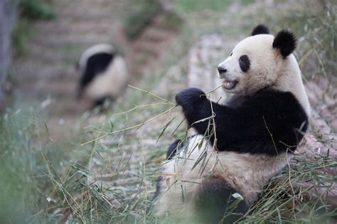 Premium Photo | Cute panda eating twig in zoo