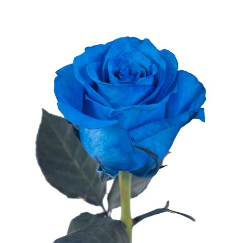 Tinted Blue Roses 50 Stems of 50 cm Farm Direct Fresh Cut Flowers by ...