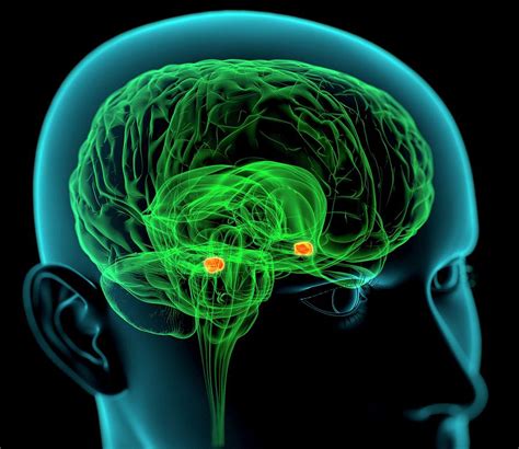 Amygdala In The Brain by Science Photo Library