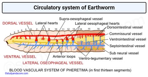 Circulatory system of earthworm