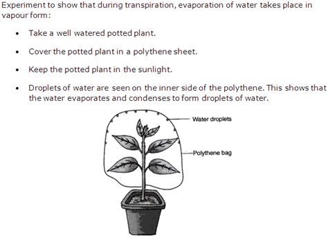 Transpiration Experiment Procedure