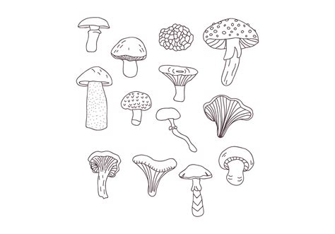 Botanical Mushroom Drawings 168601 Vector Art at Vecteezy