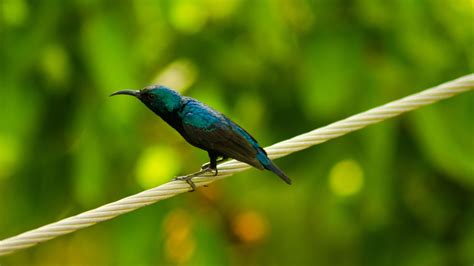 Purple Sunbird (Male) | Purple, Male, Photo