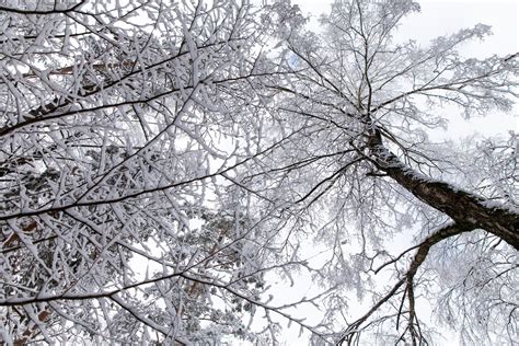 Winter Pruning! PLUS: A Reminder of the Dangers of “Topping ...