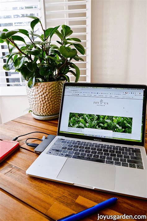 Office Cubicle Plants