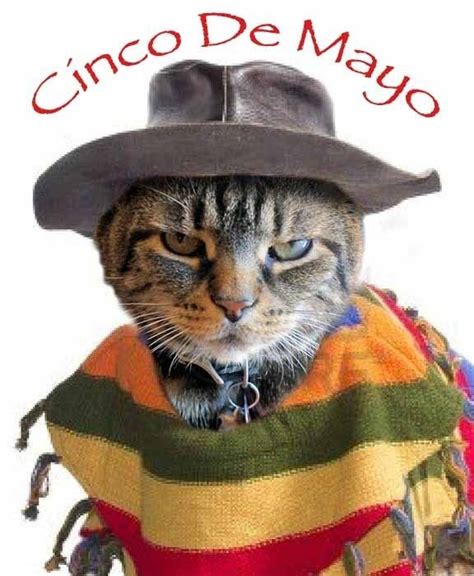 17 Best images about Cats/Cinco De Mayo on Pinterest | Cats, Cheer and ...