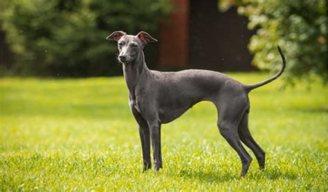 Are Italian Greyhounds Good Guard Dogs? - PetsWows