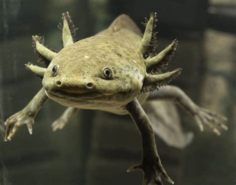 Axolotl Regeneration: All the Details About this Amazing Phenomenon ...