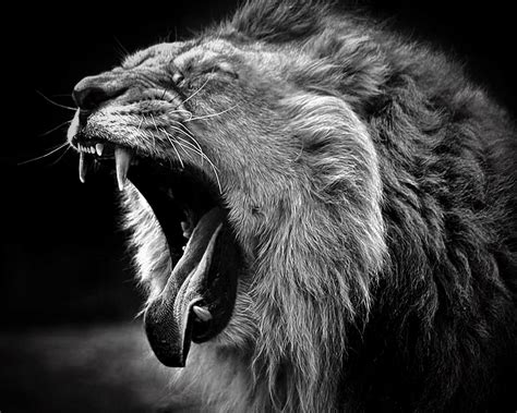 Roaring Lion Wallpaper (67+ images)