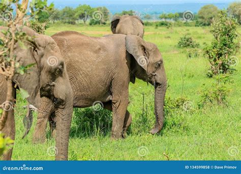 Wild African Elephants Eating Leaves Stock Photo - Image of ivory ...