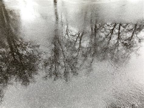 Reflection in the Puddle on the Pavement Stock Image - Image of tree ...