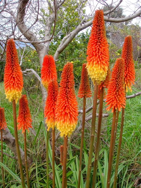 Kniphofia (Red Hot Pokers; Torch Lily; Tritoma) – A to Z Flowers