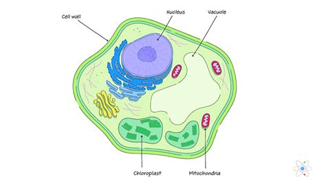 What is Cell Wall? - Definition, Structure, Function | Tutoroot