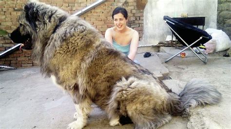 18 Giant Dog Breeds We Love: The World's Biggest Dogs, Revealed