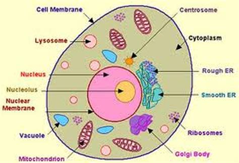 Red Blood Cell Diagram