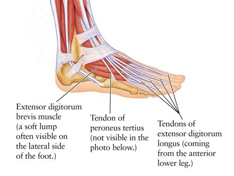 Diagram Of Foot And Ankle Tendons