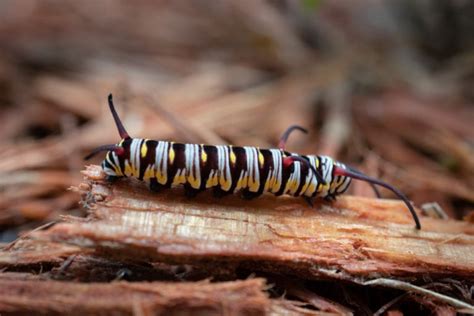 33 Types of Caterpillars: From the Fuzziest to the Spikiest