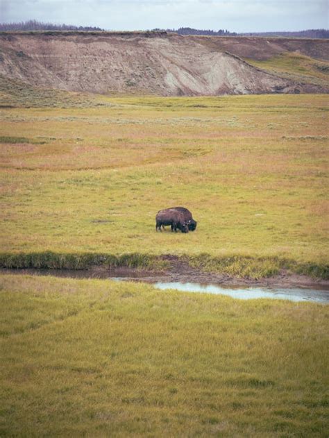 Bison Grazing on Pasture · Free Stock Photo