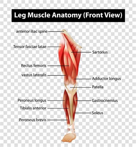 Leg Muscle Anatomy Labeled