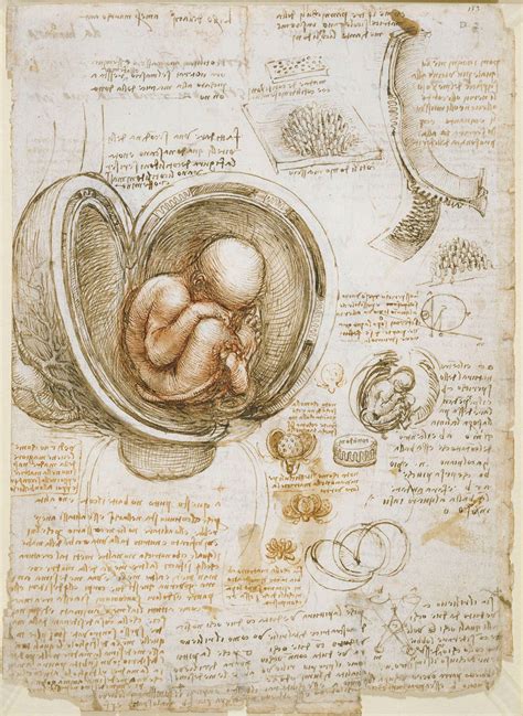 Leonardo da Vinci - Anatomy, Art, Science | Britannica