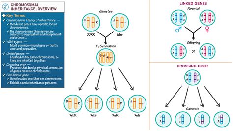 General Biology: Chromosomal Inheritance Overview | ditki medical ...