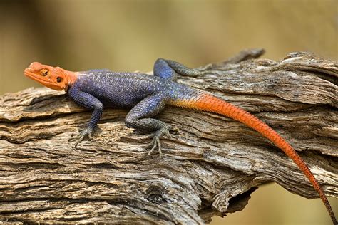 Agama lizard taken with a 500mm - Jim Zuckerman photography & photo tours