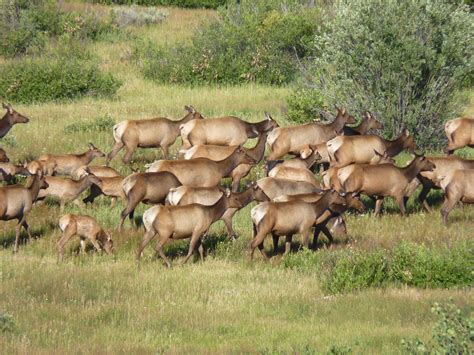 Yellowstone Wildlife Viewing & Photography - The Good, The Bad and the RV