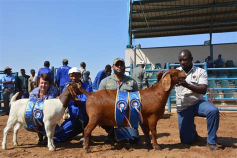 Kalahari Red goats scoop several awards in Botswana | The Namibian Farmer