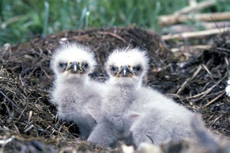 Bald Eagle Facts - Hancock Wildlife Foundation