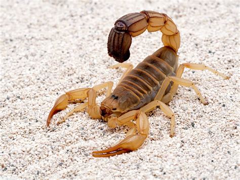 Is a Scorpion an insect? - The Spider Blog