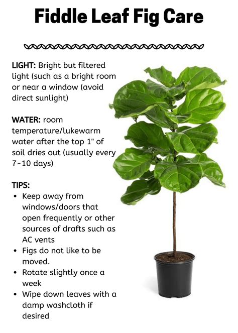 Supreme Info About How To Look After A Fig Tree - Dancelocation19