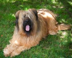 Briard Dog: History, Temperament, Care, Training & more - Dogs and Dog ...