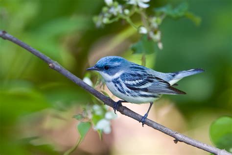 Cerulean Warbler — Oceana Conservation District