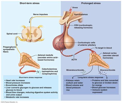 The Endocrine System | Endocrine system, Pharmacology nursing, Endocrine