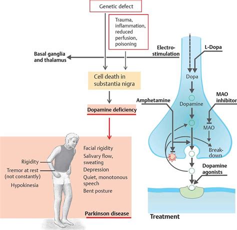 Dopamine - Function, Dopamine Deficiency, How to Increase Dopamine