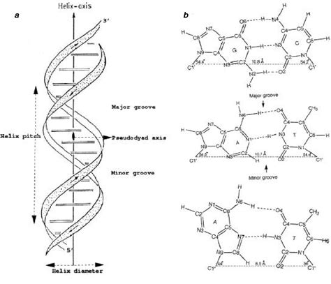 Dna Double Helix Structure Diagram Dna Double Helix Labeled