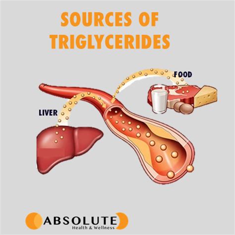 Everything You Need to Know About Triglycerides - Absolute Health ...