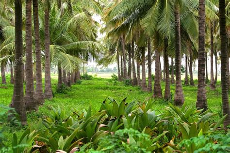 Coconut farm — Stock Photo © snehitdesign #8863785