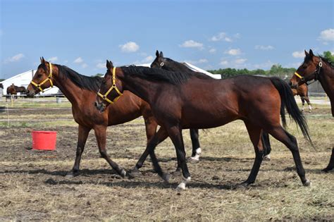 RECOGNIZING NATIONAL DAY OF THE HORSE - Official Website of the World ...