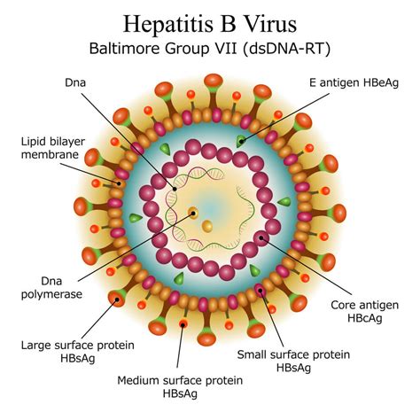 Transgene‘s Hepatitis B Vaccine Does the Business at Phase I