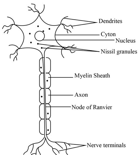 Make a sketch of the human nerve cell. What function does the nerve ...