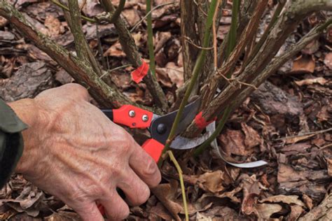 How & When to Prune Blueberry Bushes for Bountiful Berries Every Year