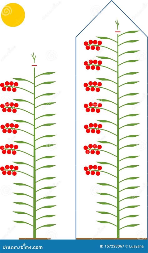 Tomato pruning scheme stock vector. Illustration of branch - 157223067